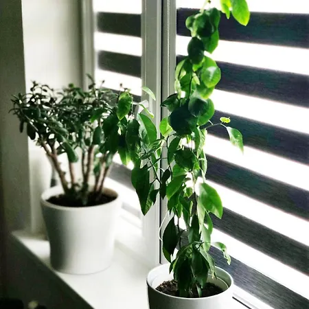Central Studio Apartment * Лиепая